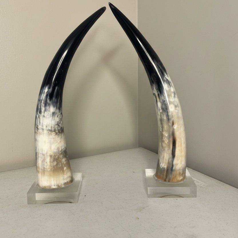Buffalo Horn Tip on Acrylic Stand – Handcrafted Natural Home Décor Accent