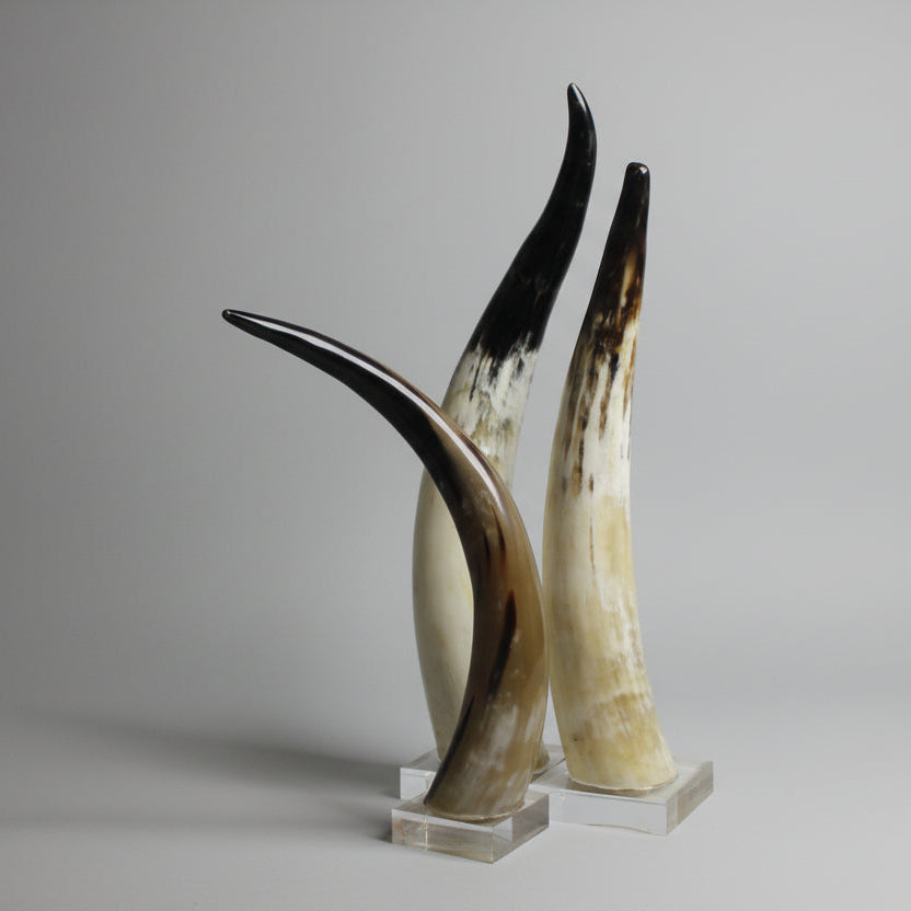 Buffalo Horn Tip on Acrylic Stand – Handcrafted Natural Home Décor Accent