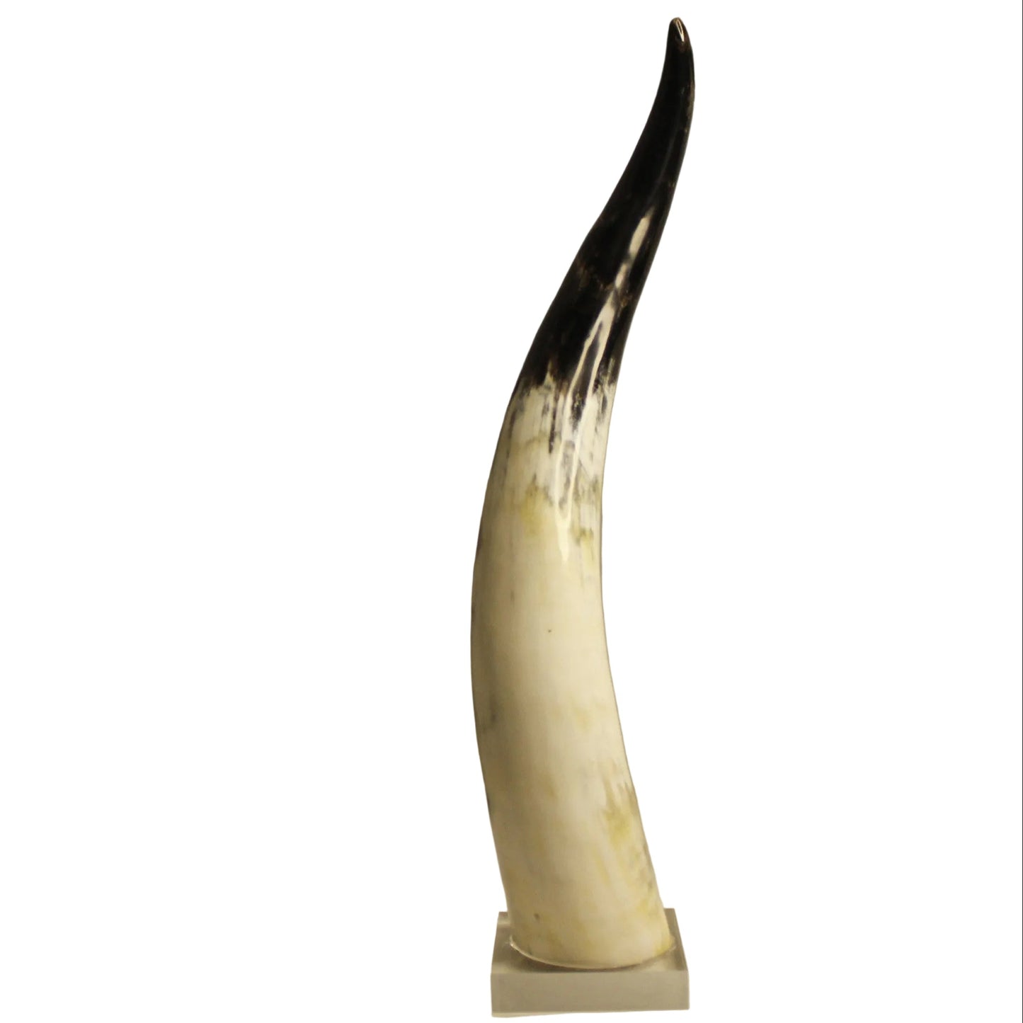 Buffalo Horn Tip on Acrylic Stand – Handcrafted Natural Home Décor Accent