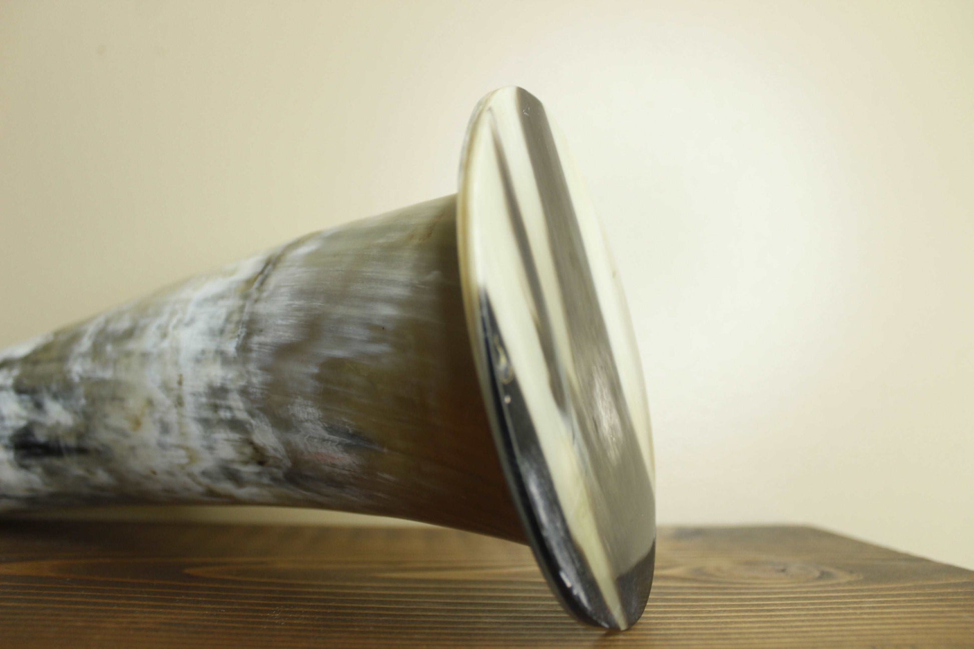 Set of 2 Horns 21"