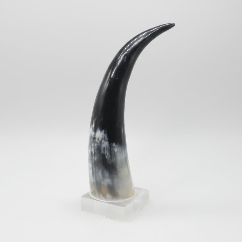 Buffalo Horn Tip on Acrylic Stand – Handcrafted Natural Home Décor Accent
